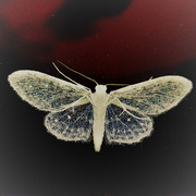 24th Jun 2019 - Stardust moth