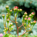 Many Tiny Buds by gardencat