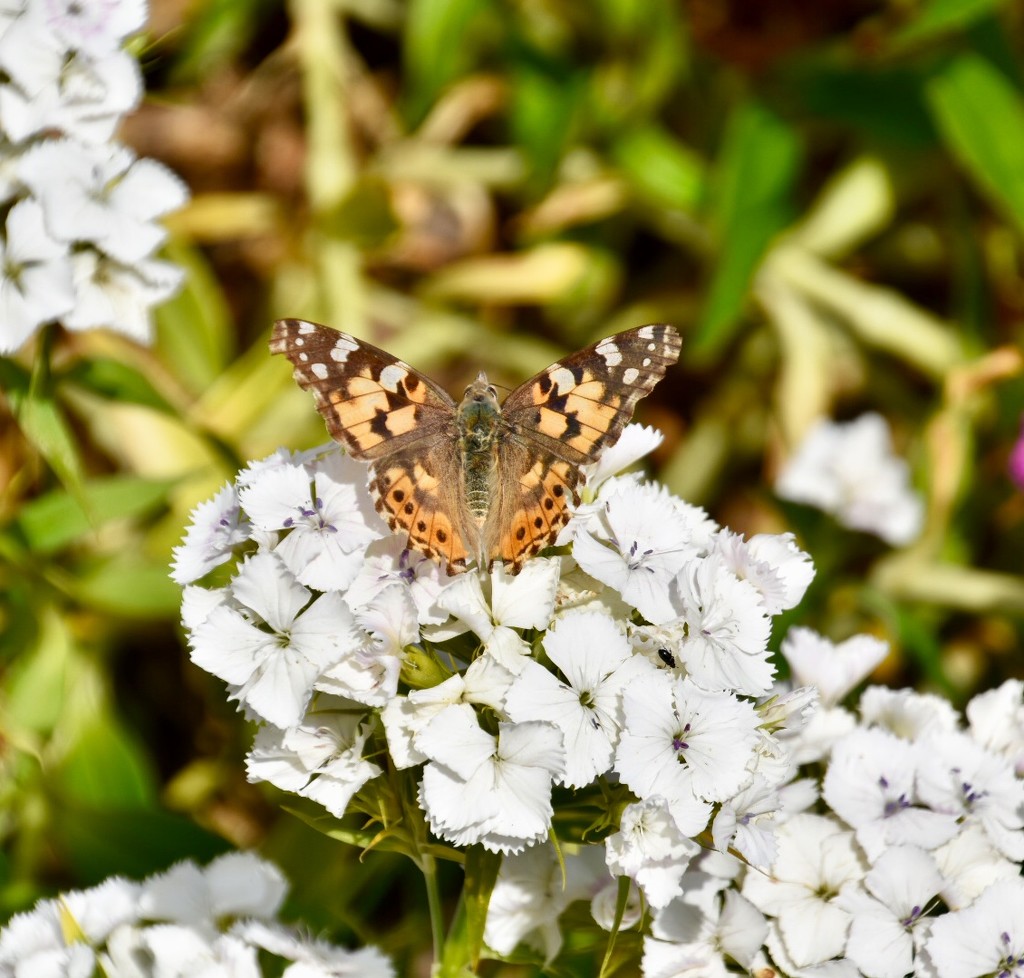 Painted Lady by gillian1912