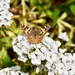 Painted Lady by gillian1912