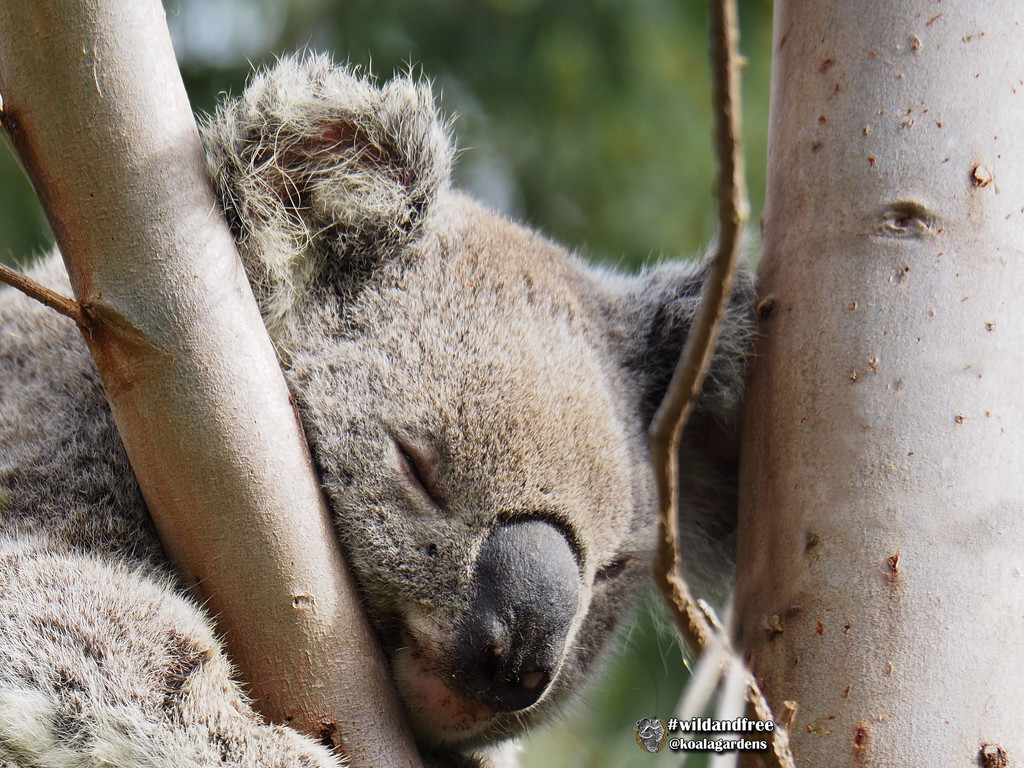 too busy sleeping by koalagardens