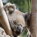 too busy sleeping by koalagardens