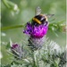 Bee in a thistle by mave