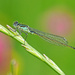 Male Blue-tailed damselfly by philhendry