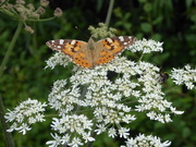 24th Jun 2019 - Fritillary butterfly (I think)