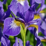 24th Jun 2019 - Purple Iris 