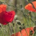 Roadside Poppies by helenhall