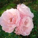 pink roses... by gijsje