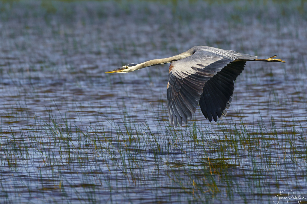 Blue Heron Coming In for a Landing by jgpittenger