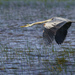 Blue Heron Coming In for a Landing by jgpittenger