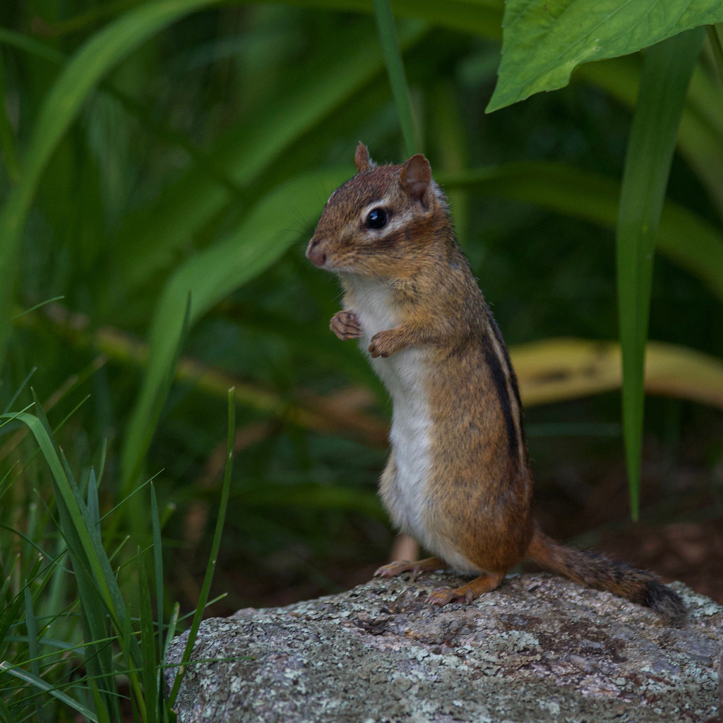 Portrait of a chipmunk by berelaxed