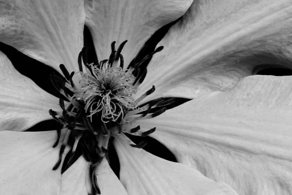 Clematis b&w by amyk