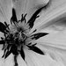 Clematis b&w by amyk