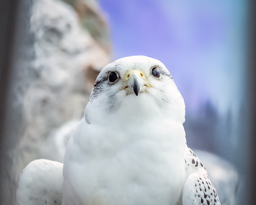 Arctic Falcon by rosiekerr