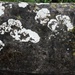 Lichen or Fungi? by allsop