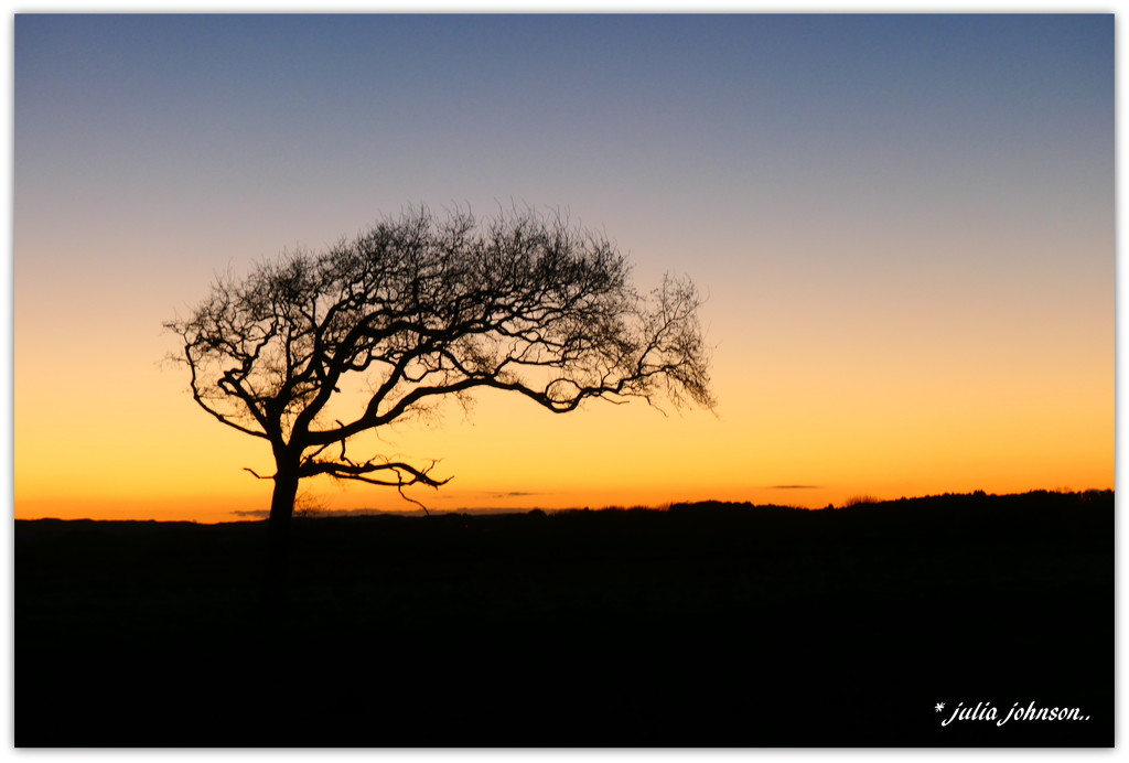 Windswept Oak Tree... by julzmaioro