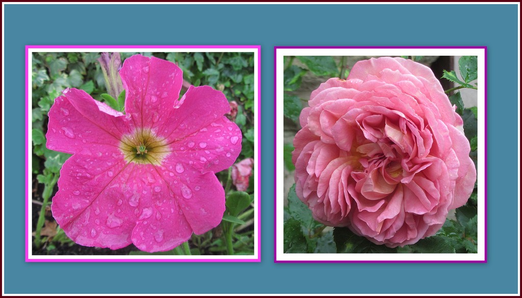 Pink petunia and old rose by grace55