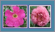 25th Jun 2019 - Pink petunia and old rose