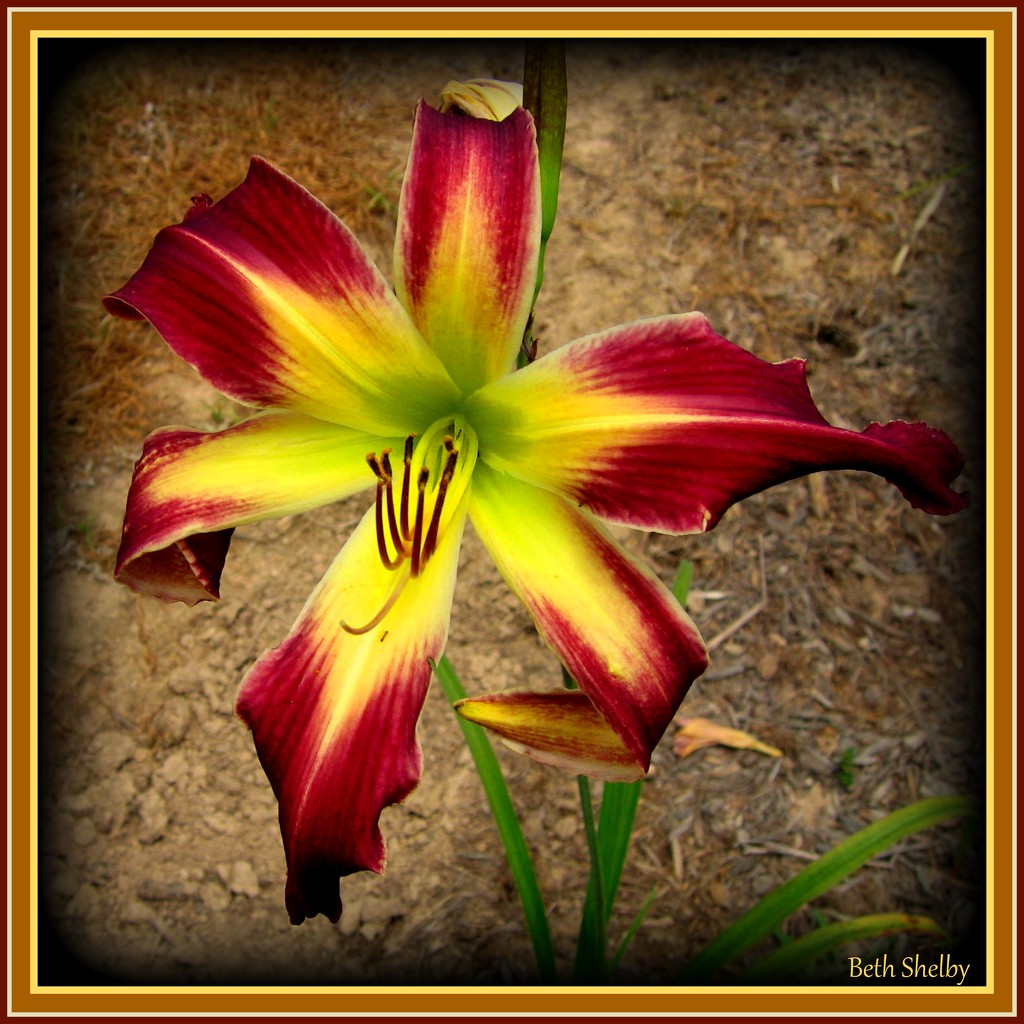 Another Day Lily by vernabeth