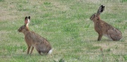 25th Jun 2019 - Our two friends the hares