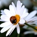 just a little ladybird on a daisy by janemartin