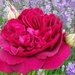 Rose time by flowerfairyann