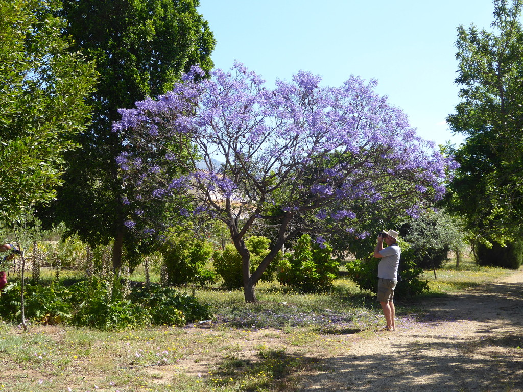 Jacarandas are still out.  by chimfa