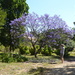 Jacarandas are still out.  by chimfa