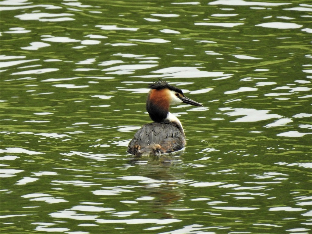  Great Crested Grebe  by susiemc