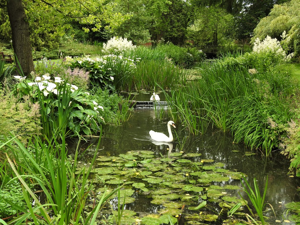  Gooderstone Water Gardens  by susiemc