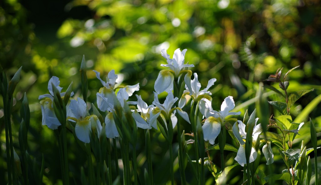 White Irises by radiogirl