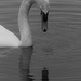 Dribbling Swan by 30pics4jackiesdiamond