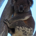 this tree was made for me by koalagardens