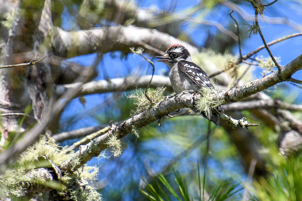 Woodpecker by danette