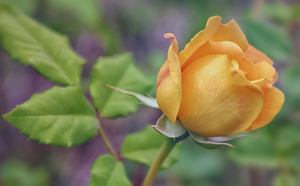 Yellow Garden Rose by paintdipper