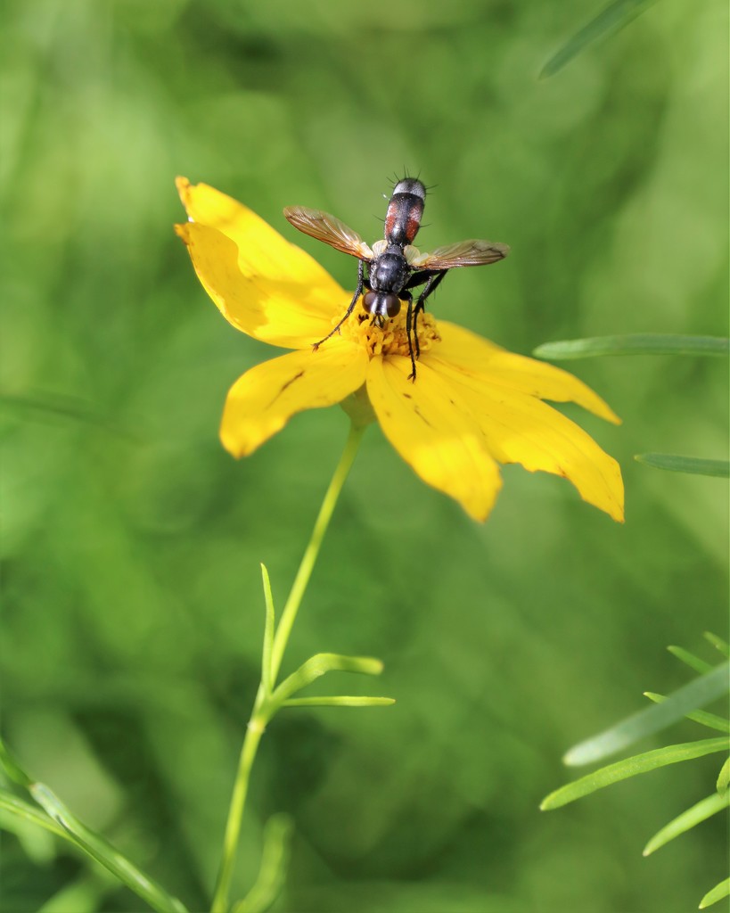 June 25: Wasp on Coreopsis by daisymiller
