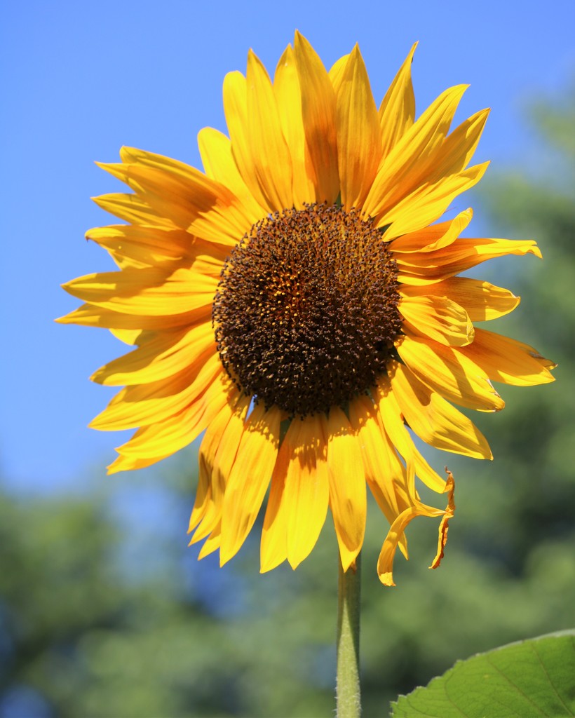 June 26: Sunflower by daisymiller