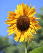 26th Jun 2019 - June 26: Sunflower