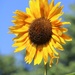June 26: Sunflower by daisymiller