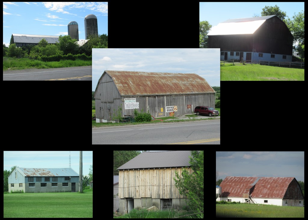 Six barns in a fun collage  by bruni