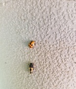 24th Jun 2019 - Ladybugs?