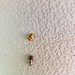 Ladybugs? by kimmer50
