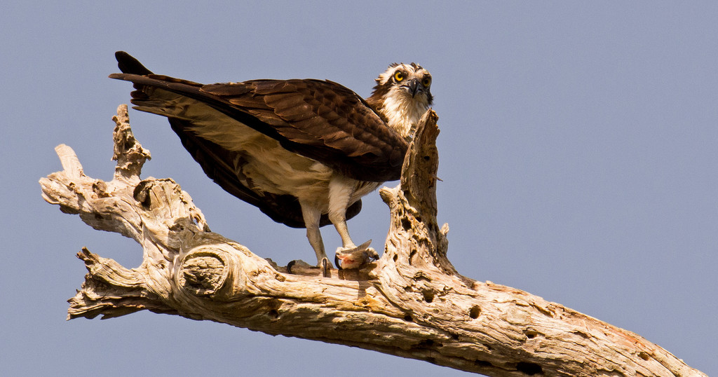 Dad Osprey Taking Time for a Bite! by rickster549