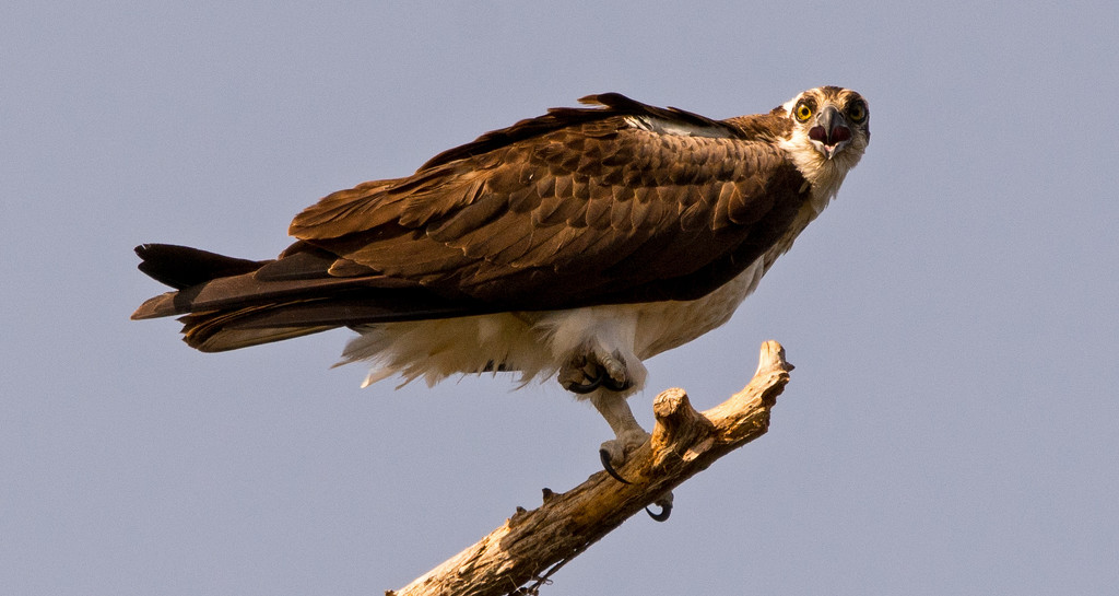 Mom Osprey, Screamiing for Dad to Bring Food! by rickster549
