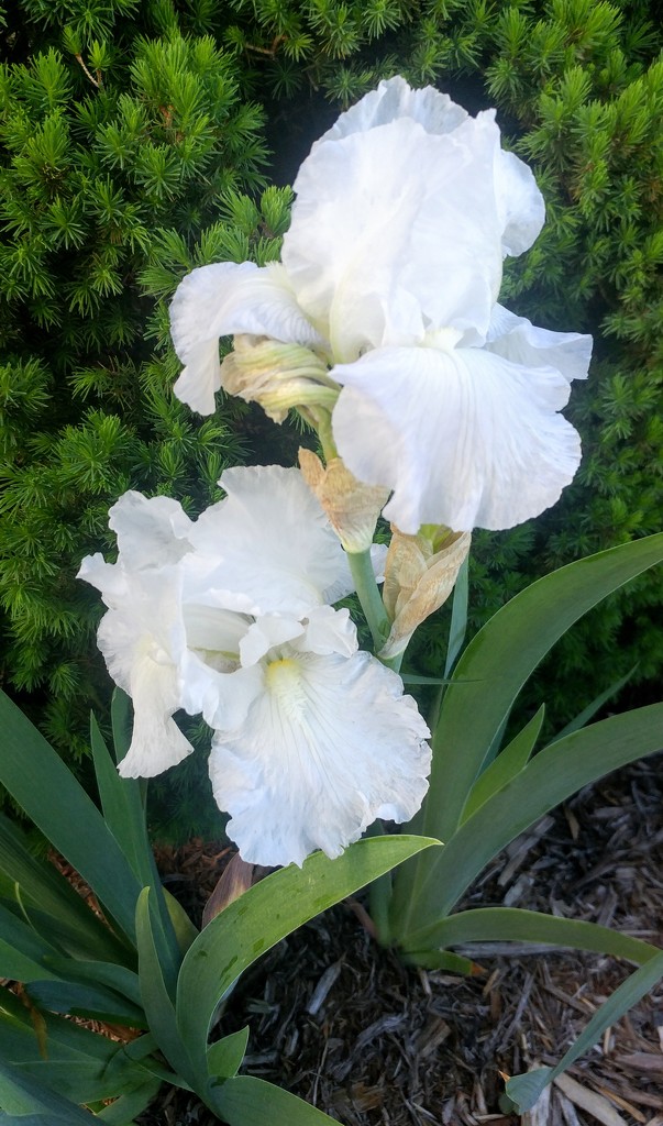 Snowy White Iris' by harbie