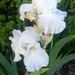 Snowy White Iris' by harbie