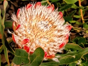 26th Jun 2019 - Protea with a bit of Smudge