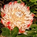 Protea with a bit of Smudge by ludwigsdiana