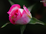 25th Jun 2019 - miniature rose