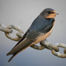 Barn Swallow by gq
